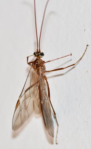 Ophion variegatus